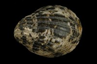 藏品(漁舟蜑螺)的圖片